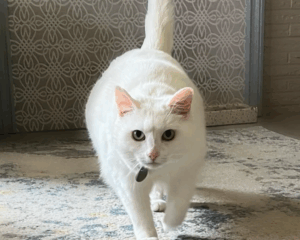 Pet stains on carpet